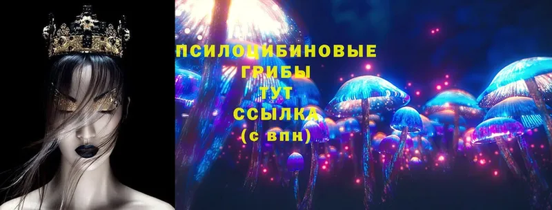 Галлюциногенные грибы Psilocybe  даркнет сайт  Городовиковск 